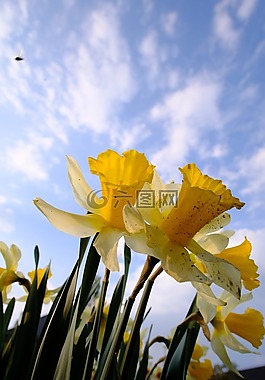 花,夏季,開花