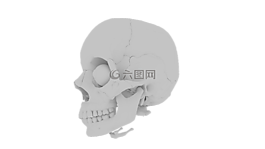 頭骨,軌道,骨架