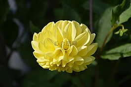 黃色的花,大麗花,綠色的樹(shù)葉