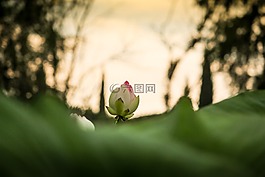 蓮花,日落,花