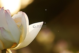 蓮花,日落,花