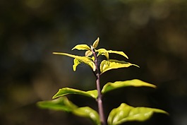 叶,性质,分支