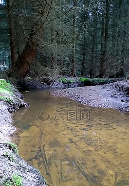 森林,過獨(dú)身生活,景觀