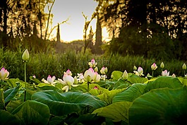 蓮花,日落,花