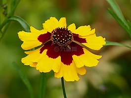 花卉,干,綠色