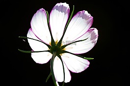 宇宙,科摩 bipinnatus,科斯梅亞大孔吸附樹脂