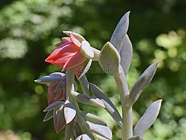 echeveria花蕾,多汁,芽