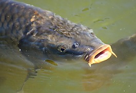 鯉魚,魚,水