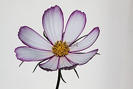 宇宙,科摩 bipinnatus,科斯梅亞大孔吸附樹脂