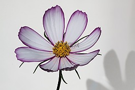 宇宙,科摩 bipinnatus,科斯梅亞大孔吸附樹脂