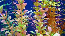 水生植物,多彩,葉子