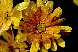 花,黃色,性質(zhì)