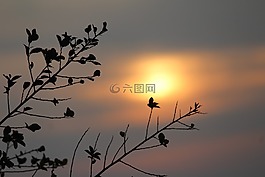 日出,太阳,希望