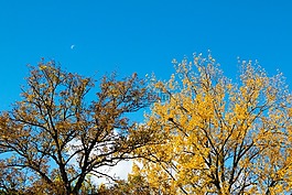 秋季,樹(shù)木,藍(lán)藍(lán)的天空