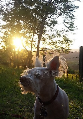 狗,自然,陽光