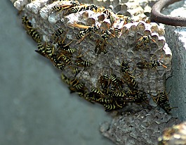 黄蜂,巢,马蜂窝