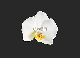 蘭花,花,開(kāi)花
