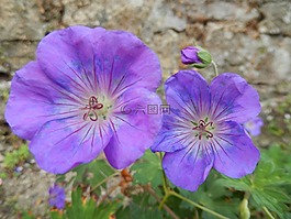 鮮花,紫,性質(zhì)