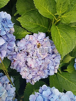 自然,花,植物區(qū)系