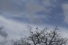 鳥,樹,冬天