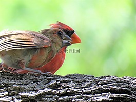 鳥(niǎo),成人和未成熟,紅鳥(niǎo)