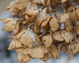雪,冬天,繡球