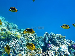 海洋魚,巖,海