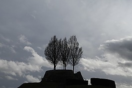 冬天,樹木,kahl