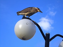 鳥,帕吉,熱帶鳥