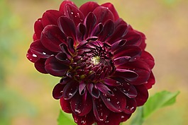 嬌琴紗,開花,花