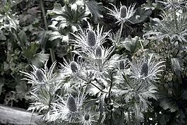 阿尔卑斯山eryngo,蓝蓟,edeldistel