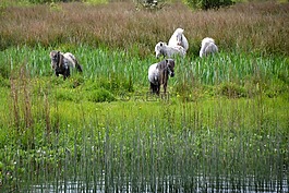 小馬,河,馬