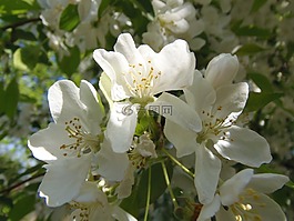 春天,玛格丽特岛,鲜花