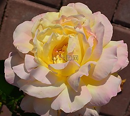 玫瑰,花,玫瑰花園