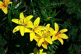 關(guān)閉,美麗的花,黃色