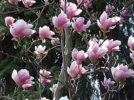春天,玛格丽特岛,鲜花