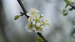 樱桃,花,特写