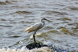 動物,海,河