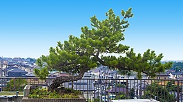 松樹(shù),生命,城市