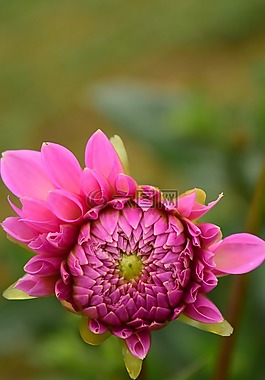 嬌琴紗,開花,花