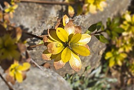 木材,鮮花,春天