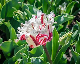 郁金香,独特的,花