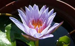 蓮花,紫色,植物