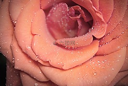 花,粉紅色,露水