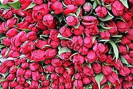 郁金香,鮮花,春天
