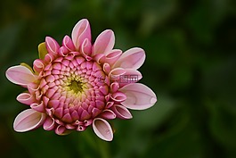 嬌琴紗,開花,花