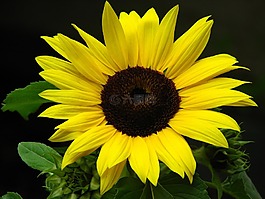 太陽花,開花,黃色
