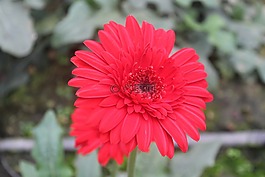 花,自然,植物區(qū)系