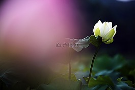 蓮花,鮮花,風箏