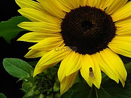 太陽花,黃色,花